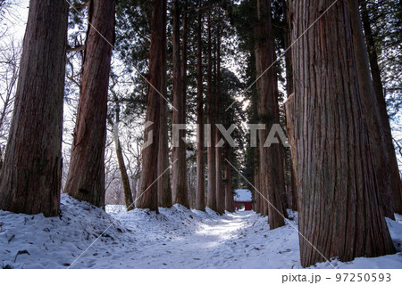 冬　戸隠神社奥社への杉並木① 97250593