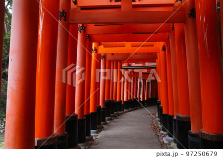秋の伏見稲荷大社:千本鳥居(奥社奉拝所→熊鷹社) 秋の伏見稲荷大社:千本鳥居(奥社奉拝所→熊鷹社) 97250679