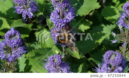 ガンギクの蜜を吸うオオハキリバチ ガンギクの蜜を吸うオオハキリバチ 97250844