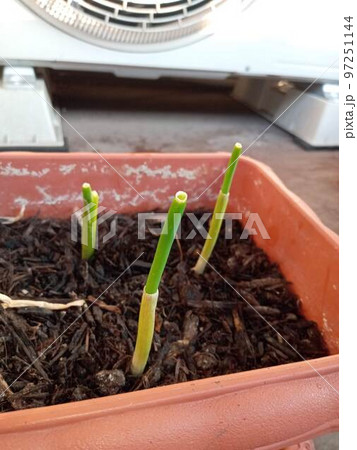 ベランダのネギ。スーパーで買ってきたネギの根を植えたら成長した。 97251144