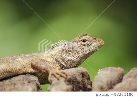 Oriental garden lizard on a log 97251180