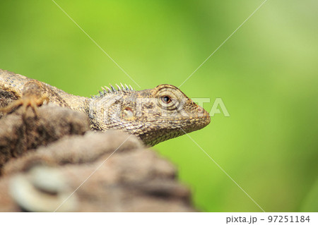 Oriental garden lizard on a log Oriental garden lizard on a log 97251184