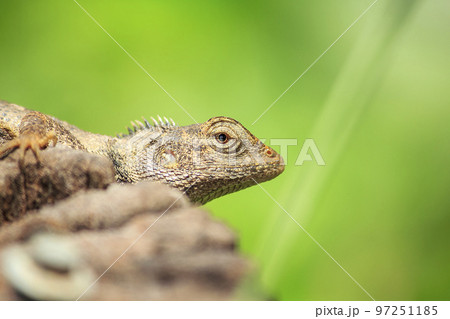 Oriental garden lizard on a log 97251185