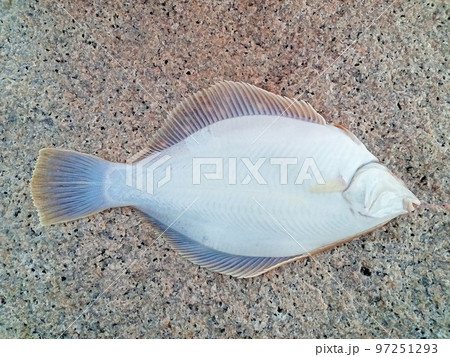 釣れたてのマコガレイをおなかから 97251293