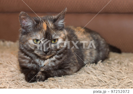 Young domestic cat 97252072