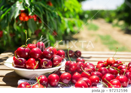 ripe juicy cherry berry in a white plate on the table ripe juicy cherry berry in a white plate on the table 97252596