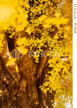 黄葉する大和の大いちょう〈愛知県豊川市〉 黄葉する大和の大いちょう〈愛知県豊川市〉 97253123