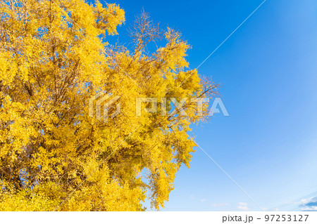 黄葉する大和の大いちょう〈愛知県豊川市〉 黄葉する大和の大いちょう〈愛知県豊川市〉 97253127