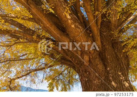黄葉する大和の大いちょう〈愛知県豊川市〉 97253175