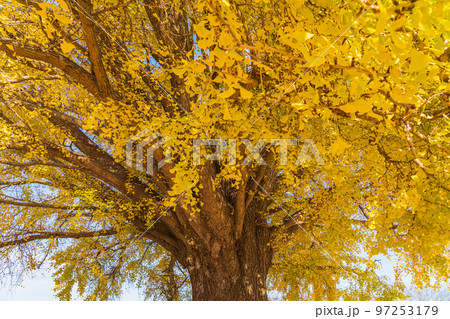 黄葉する大和の大いちょう〈愛知県豊川市〉 97253179