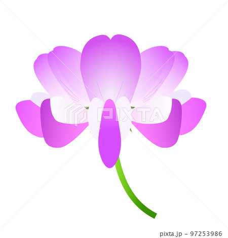 白地にピンクのレンゲの花1輪 97253986
