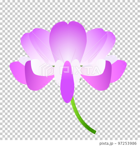白地にピンクのレンゲの花1輪 97253986