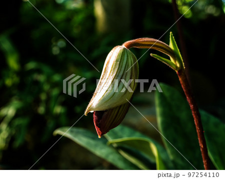flower bud of Paphiopedilum callosum found in the evergreen garden flower bud of Paphiopedilum callosum found in the evergreen garden 97254110