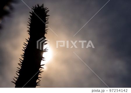 Madagascar palm the Spiky desert plant in the hard sunlight 97254142