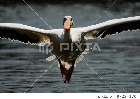 飛翔するモモイロペリカン 97254170