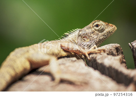 Oriental garden lizard on a dry log Oriental garden lizard on a dry log 97254316