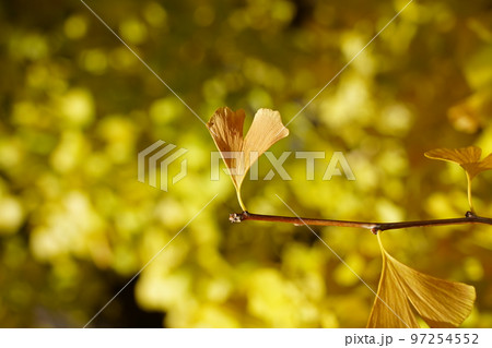 イチョウ 97254552