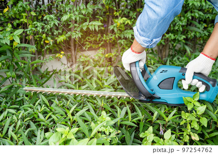 Gardener holding electric hedge trimmer to cut the treetop in garden. 97254762