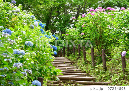 護摩堂山アジサイ園(新潟県) 護摩堂山アジサイ園(新潟県) 97254893