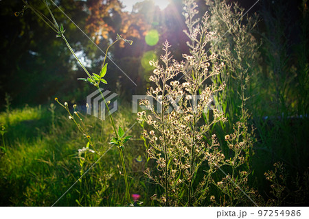 夕日に照らされ、輝く野原の草たち 夕日に照らされ、輝く野原の草たち 97254986
