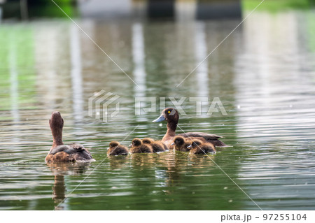 Tufted duck Family swims with their ducklings in green lake water. Tufted duck Family swims with their ducklings in green lake water. 97255104