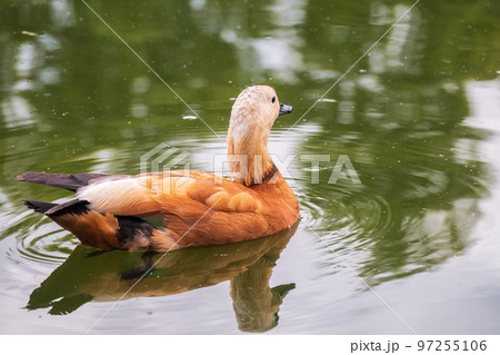 Ruddy Shelduck, or red duck, lat. Tadorna ferruginea, swimming on a lake. Ruddy Shelduck, or red duck, lat. Tadorna ferruginea, swimming on a lake. 97255106