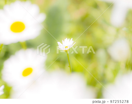 白い野花 白い野花 97255278