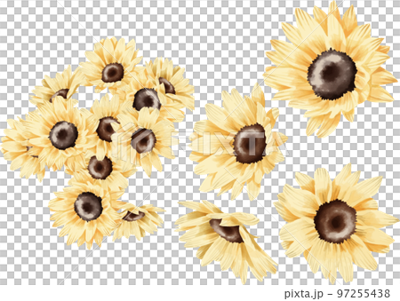 small sunflower in watercolor style 97255438