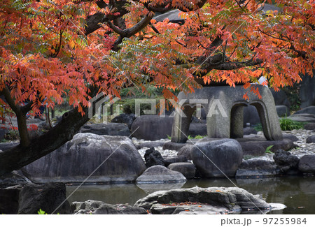 池のほとりの赤く色づいたハゼノキ 97255984