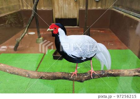 松江フォーゲルパークの鳥たち 97256215