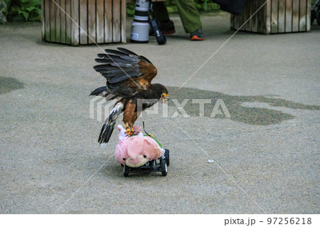 松江フォーゲルパークの鳥たち 松江フォーゲルパークの鳥たち 97256218