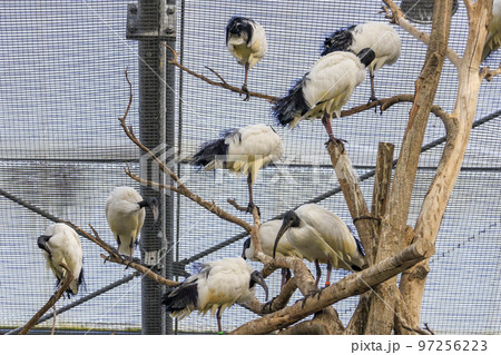 松江フォーゲルパークの鳥たち 97256223