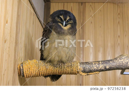 松江フォーゲルパークの鳥たち 松江フォーゲルパークの鳥たち 97256238