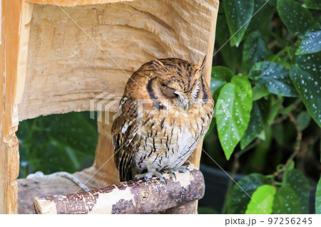 松江フォーゲルパークの鳥たち 松江フォーゲルパークの鳥たち 97256245