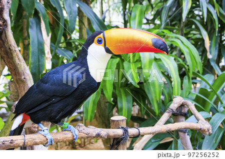 松江フォーゲルパークの鳥たち 97256252