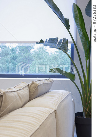 Roller blinds close-up on the window. A houseplant is near the white color window shade. The view outside the window is pine trees. Sun protection for home. Roller blinds close-up on the window. A houseplant is near the white color window shade. The view outside the window is pine trees. Sun protection for home. 97256383