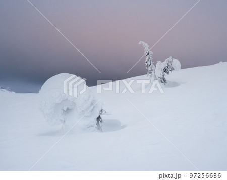 Winter snow-covered frosty natural background with a frozen fir tree. Minimalistic landscape with a lonely naked snowy tree in a winter field. Amazing scene in cloudy and foggy weather. Winter snow-covered frosty natural background with a frozen fir tree. Minimalistic landscape with a lonely naked snowy tree in a winter field. Amazing scene in cloudy and foggy weather. 97256636