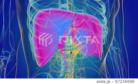 Human diaphragm anatomy for medical concept 3D Human diaphragm anatomy for medical concept 3D 97256686