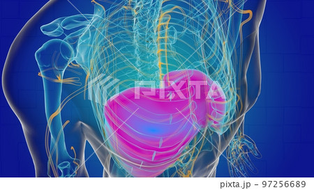 Human diaphragm anatomy for medical concept 3D 97256689