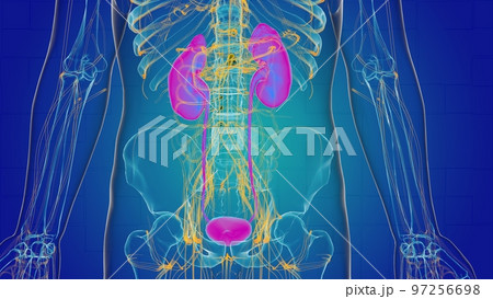 Human kidney anatomy for medical concept 3D 97256698