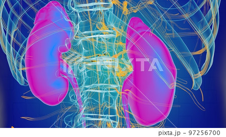 Human kidney anatomy for medical concept 3D 97256700