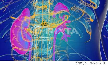 Human kidney anatomy for medical concept 3D 97256701