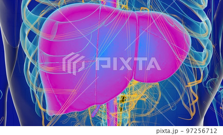 Liver anatomy for medical concept 3D rendering 97256712
