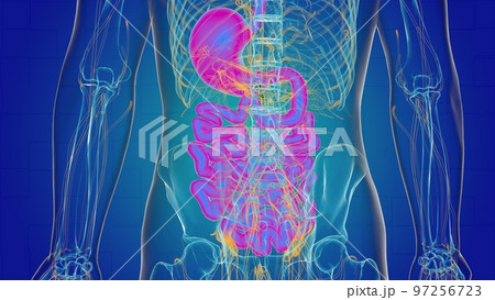 Human stomach anatomy for medical concept 3D rendering 97256723