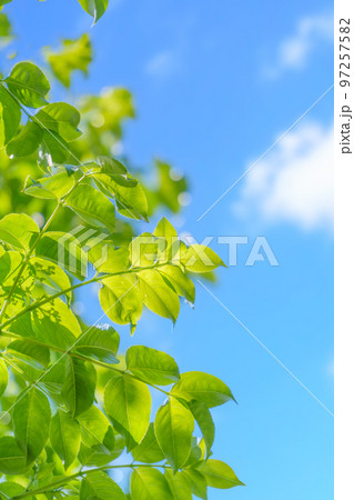 新緑と青空|縦構図 新緑と青空|縦構図 97257582