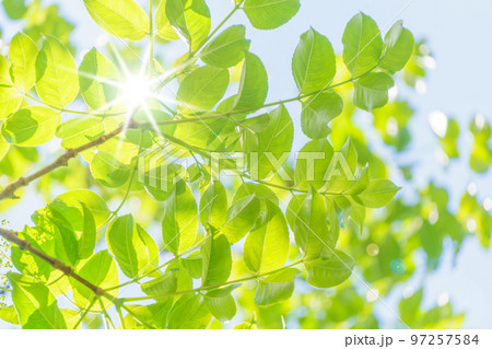 新緑と木漏れ日 97257584