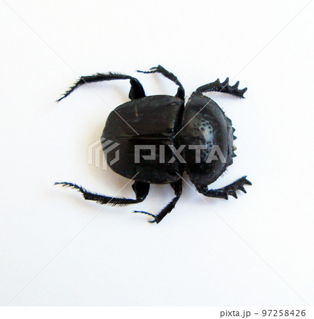Scarab beetle isolated on white. Scarabaeus semipunctatus macro close up, sacred beetle, scarabaeidae, coleoptera, beetles Scarab beetle isolated on white. Scarabaeus semipunctatus macro close up, sacred beetle, scarabaeidae, coleoptera, beetles 97258426