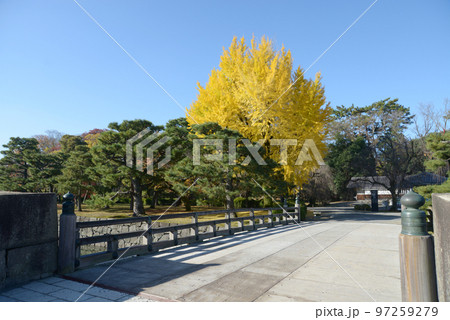秋の二条城　西橋と銀杏の木　京都市中京区 97259279