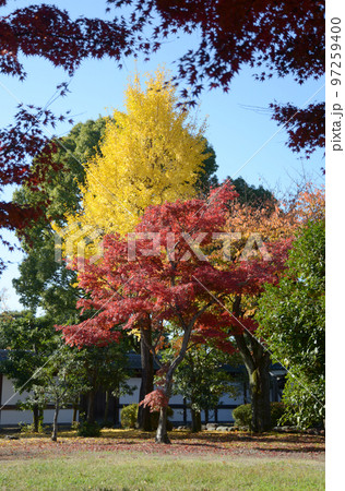 秋の二条城　城内の紅葉　京都市中京区 97259400