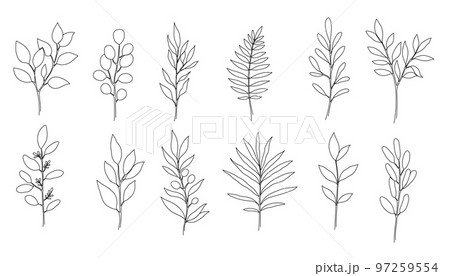 Outline boho branch, eucalyptus leaf set. One continuous line art decorative plant leaves. Editable stroke eucalyptus, fern, salal, olive foliage floral element. Isolated 97259554